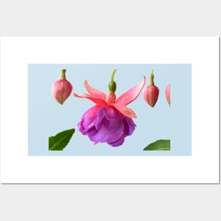 Fuchsia  &#39;Madeleine Sweeney&#39; Posters and Art